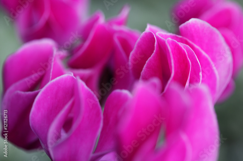 pink cyclamen flower © sakhorn38