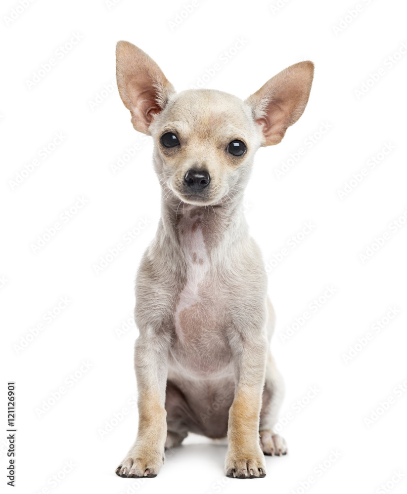 Chihuahua puppy, 3 months old, isolated on white