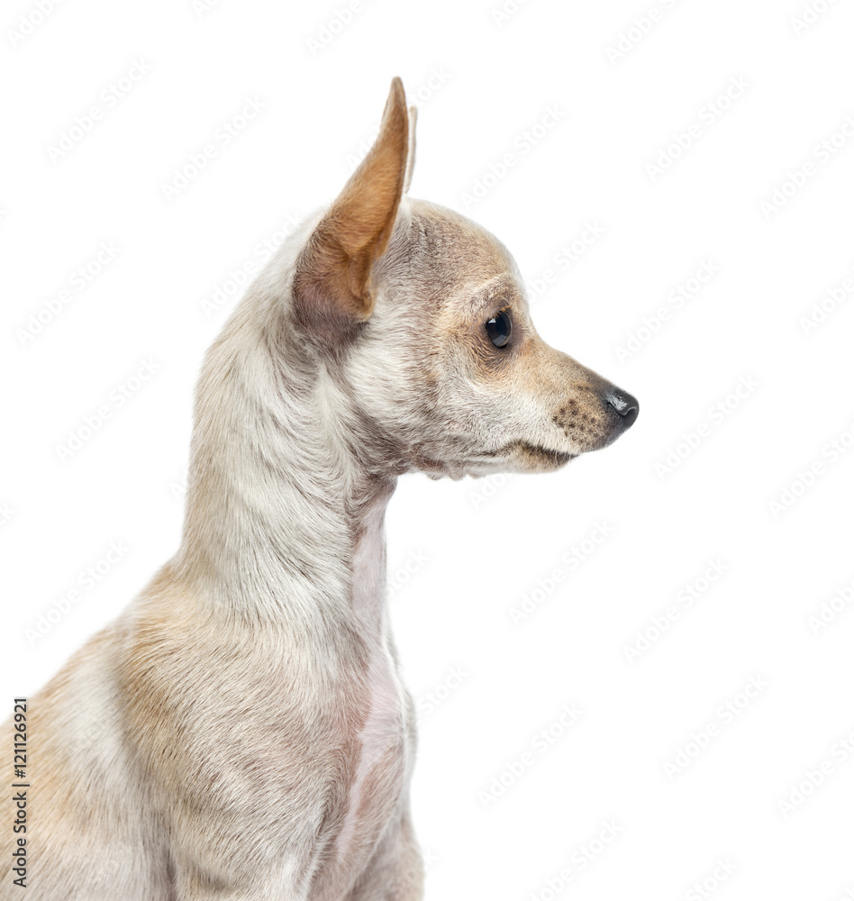 Obraz premium Close-up of Chihuahua puppy, 3 months old, isolated on white