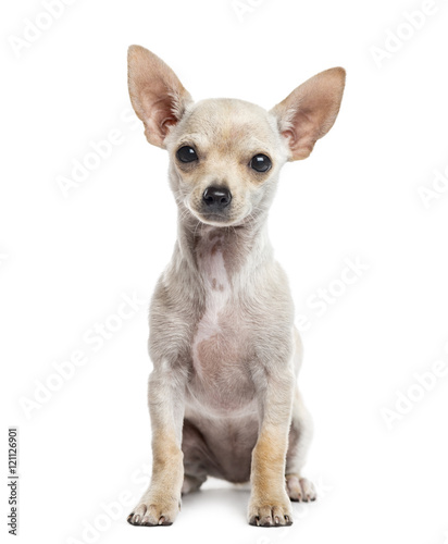 Chihuahua puppy, 3 months old, isolated on white © Eric Isselée