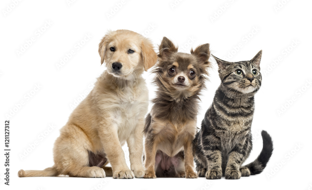  Group of two puppies and a European Shorthair