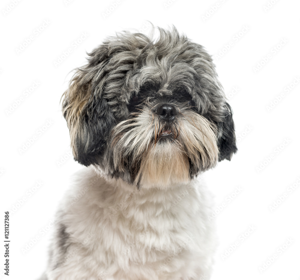 Close-up of Shih Tzu, 1 year old, isolated on white Close-up of Shih Tzu, 1 year old, isolated on white