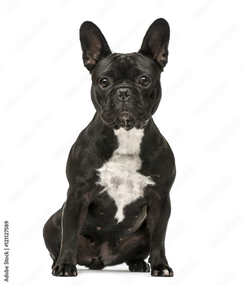 Front view of a French Bulldog sitting isolated on white Front view of a French Bulldog sitting isolated on white