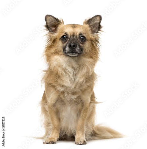 Chihuahua dog sitting against white background © Eric Isselée
