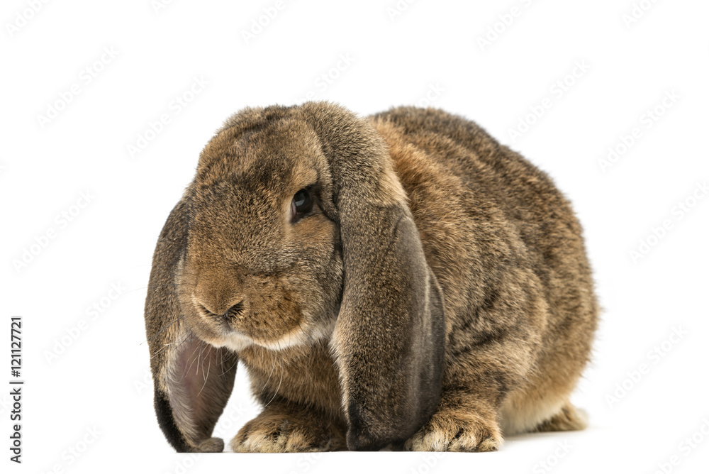 Fototapeta premium Front view of a rabbit isolated on white