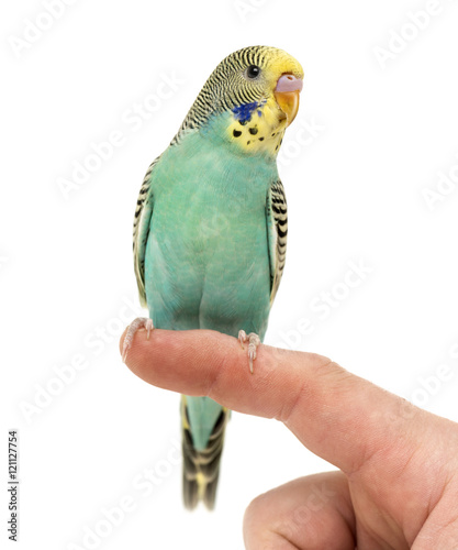 Canvas Print Budgerigar parakeet perched on a finger isolated on white