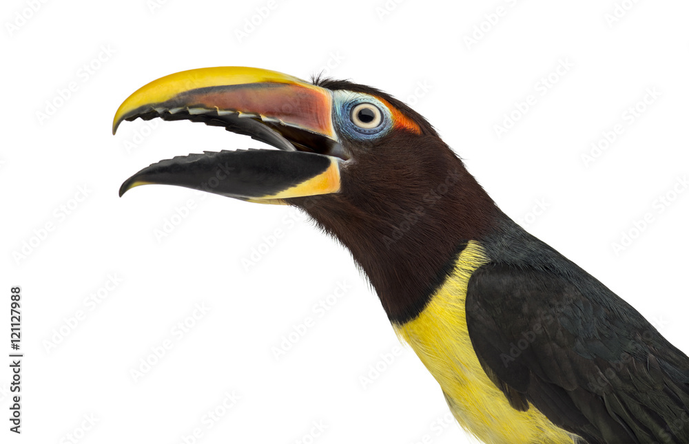 Obraz premium Green aracari opening his beak isolated on white