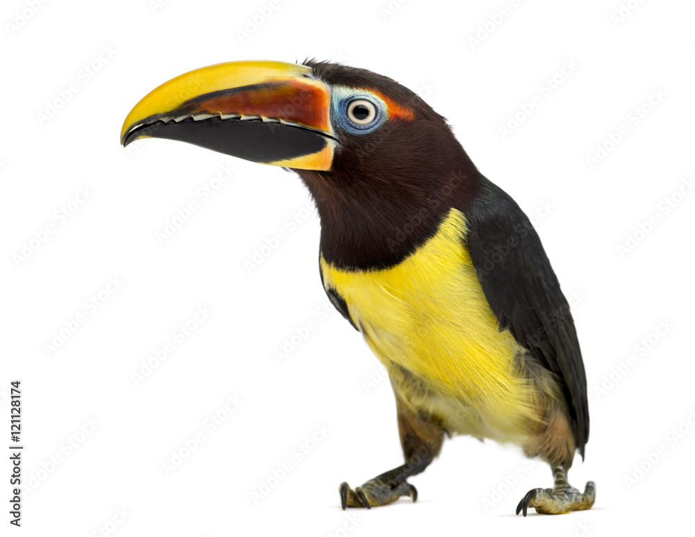 Green aracari isolated on white Green aracari isolated on white