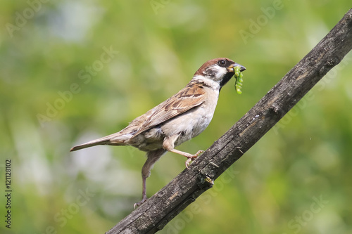 a bird a Sparrow caught a green caterpillar sitting on a tree
