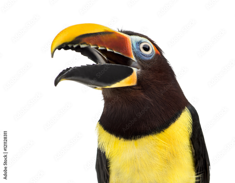 Naklejka premium Green aracari opening his beak isolated on white