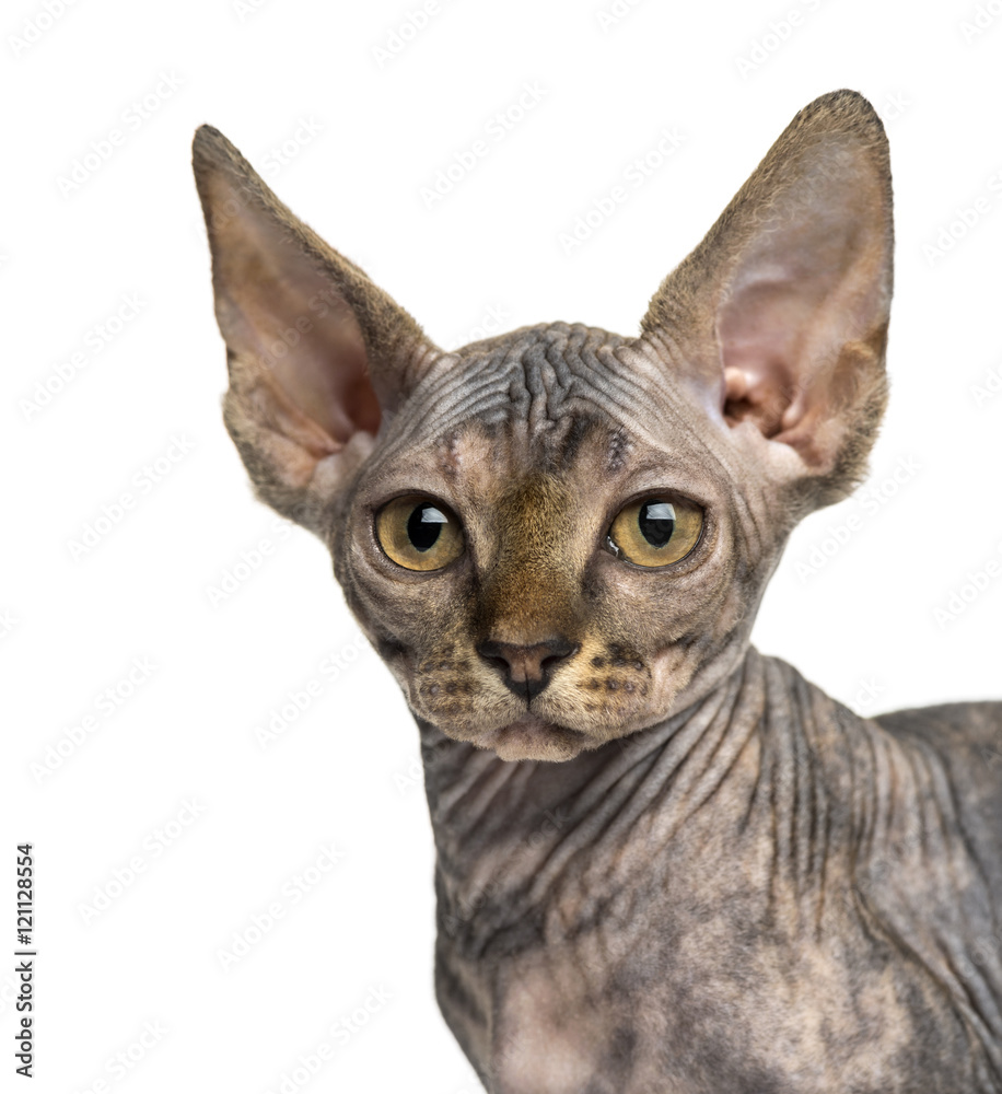 Close-up of a Sphynx kitten sitting isolated on white