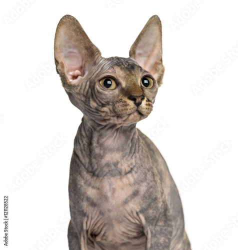 Close-up of a Sphynx kitten looking away isolated on white