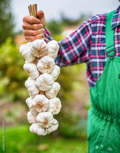 Garlic. Farmer in the garden holding bunch of garlic.