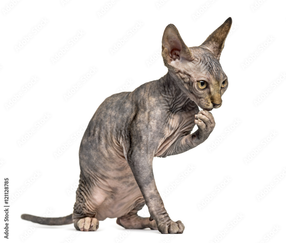 Sphynx kitten cleaning himself on hind legs isolated on white Sphynx kitten cleaning himself on hind legs isolated on white
