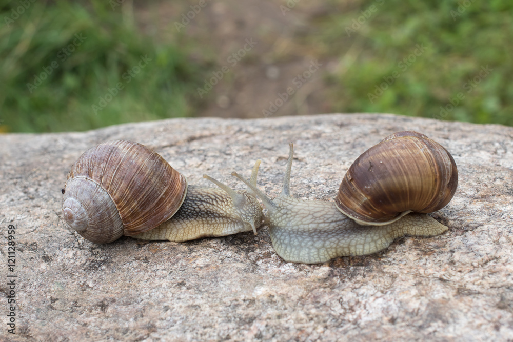 Two snails crawling along the stone and meet each other
Two snails crawling along the stone and meet each other