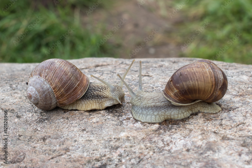 Two snails crawling along the stone and meet each other
Two snails crawling along the stone and meet each other