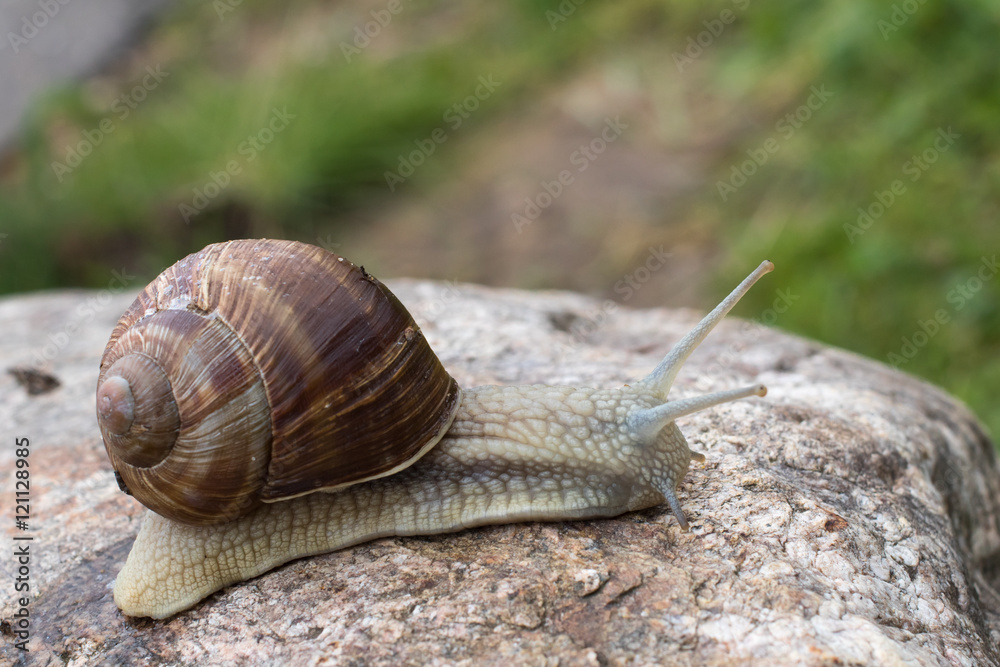 Snail crawling on the stone
Snail crawling on the stone