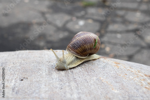 Snail with a leaf on the shell crawling on the stone