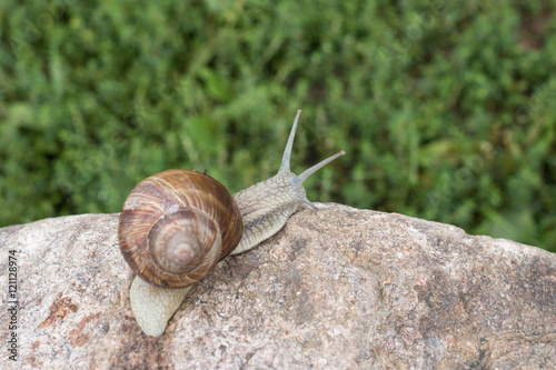 Snail crawling on the stone 