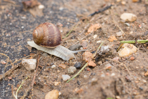 Snail crawling on the sand and sees an obstacle 