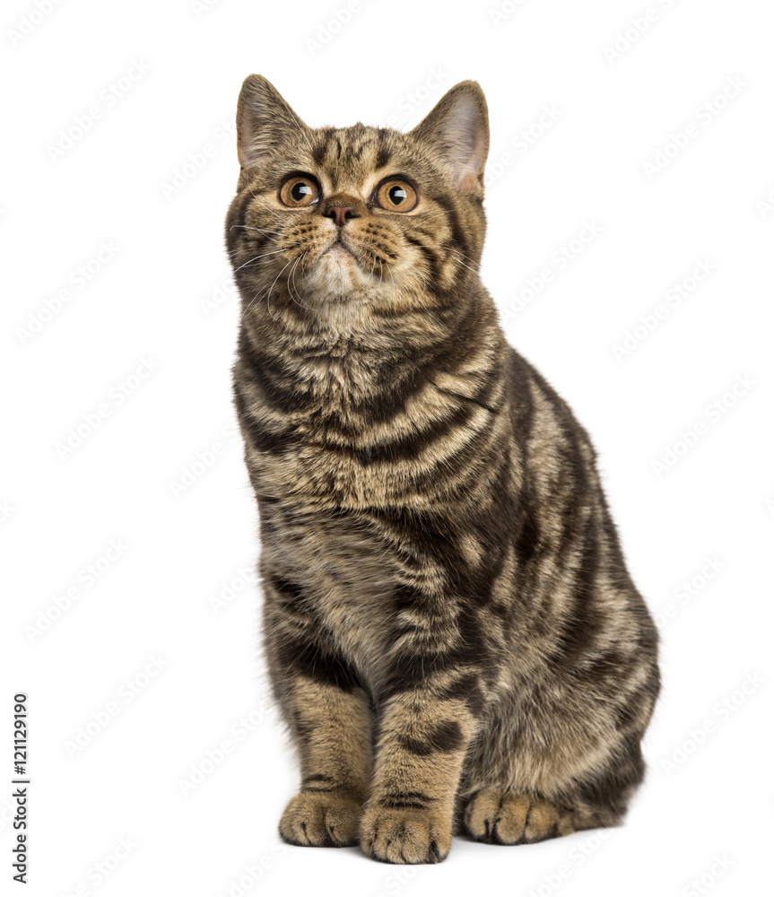 Fototapeta premium Front view of a British Shorthair sitting isolated on white