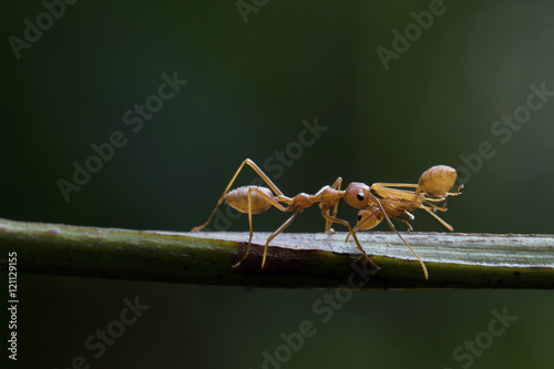 Red Ant in Southeast Asia. © apisitwilaijit29