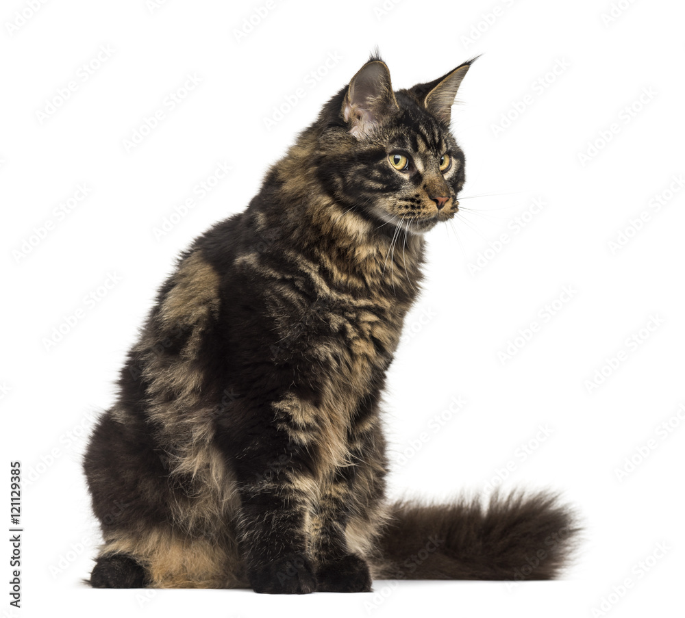 Maine Coon cat sitting and looking away isolated on white