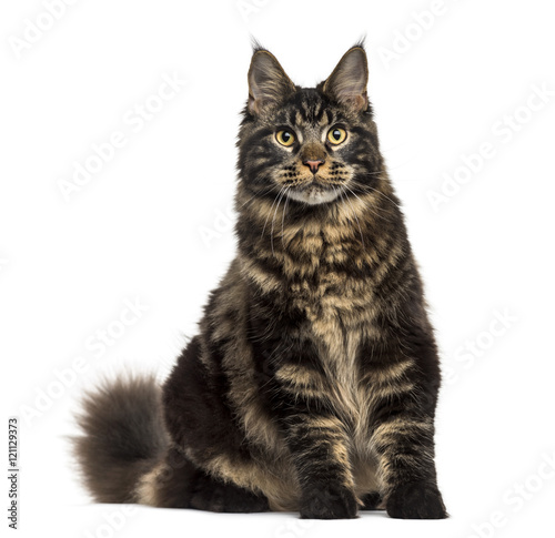 Maine Coon cat sitting and staring isolated on white