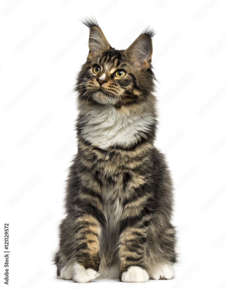 Front view of a Maine Coon sitting isolated on white Front view of a Maine Coon sitting isolated on white