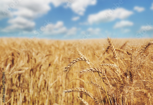 Golden wheat field  harvest and farming