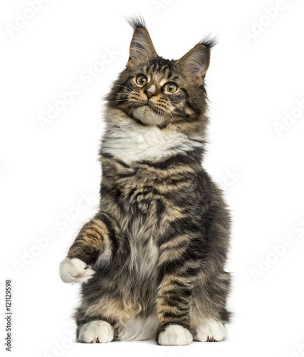 Maine Coon cat on hind legs isolated on white