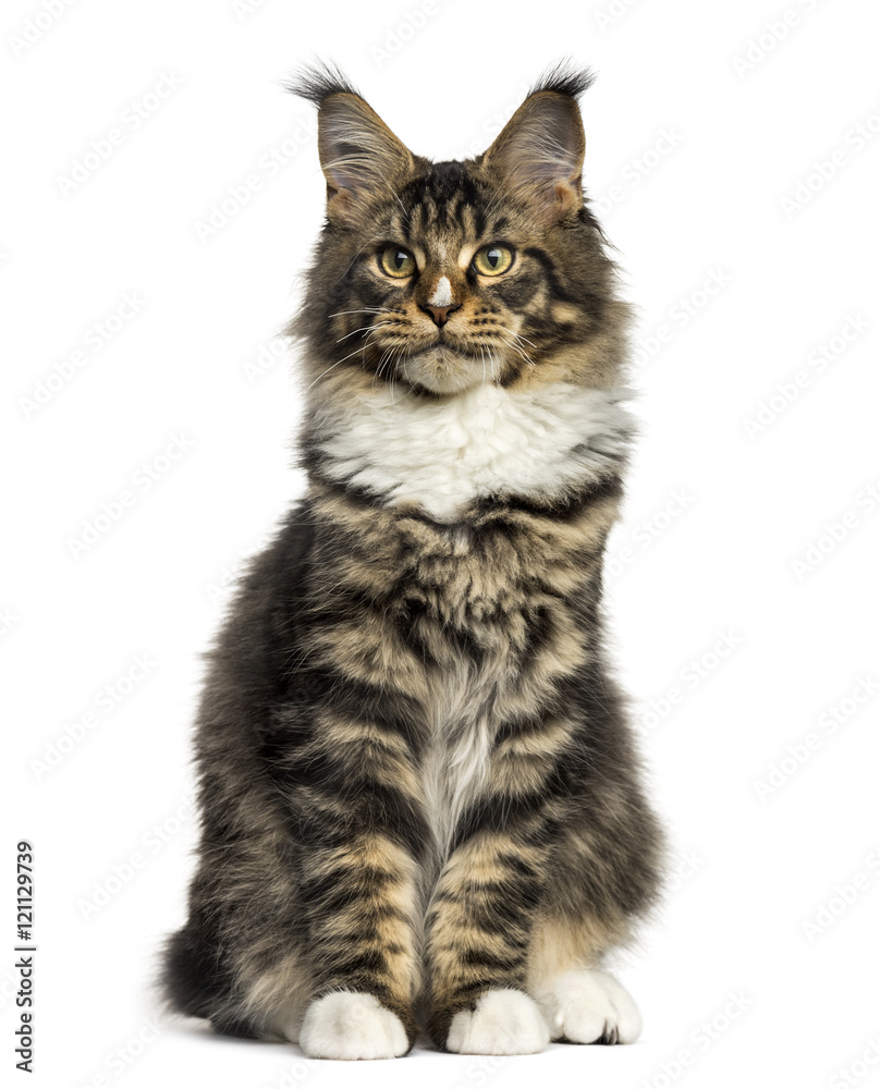 Front view of a Maine Coon sitting isolated on white