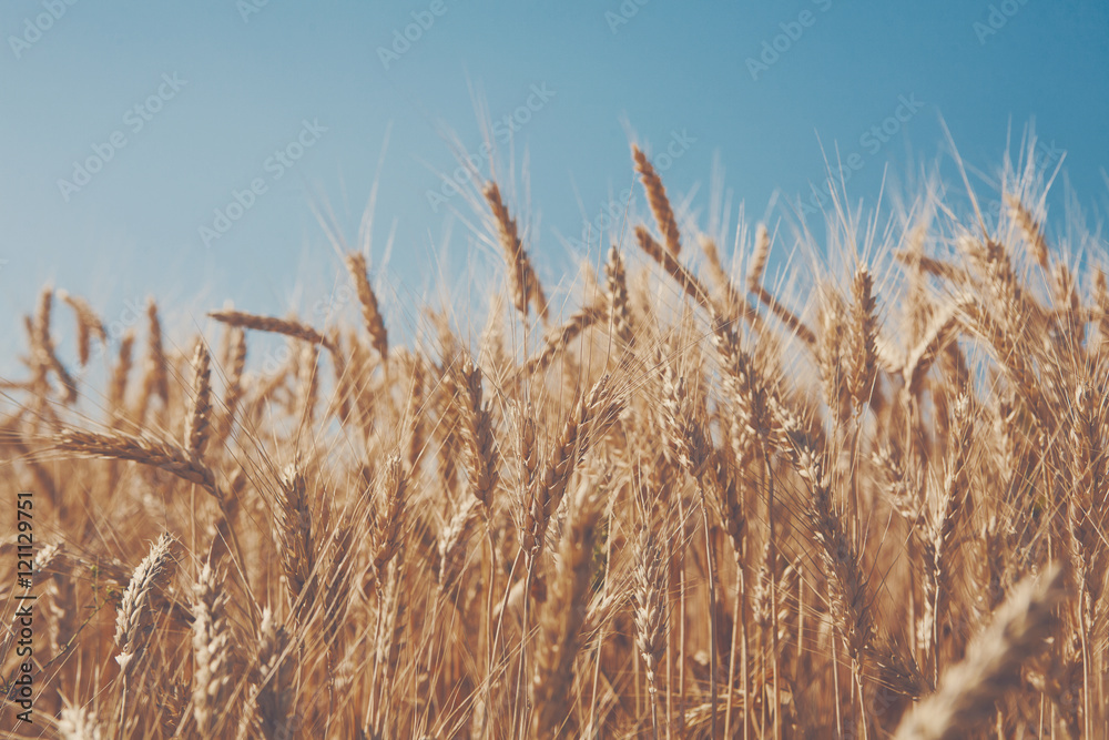 Fototapeta premium Golden wheat field, harvest and farming