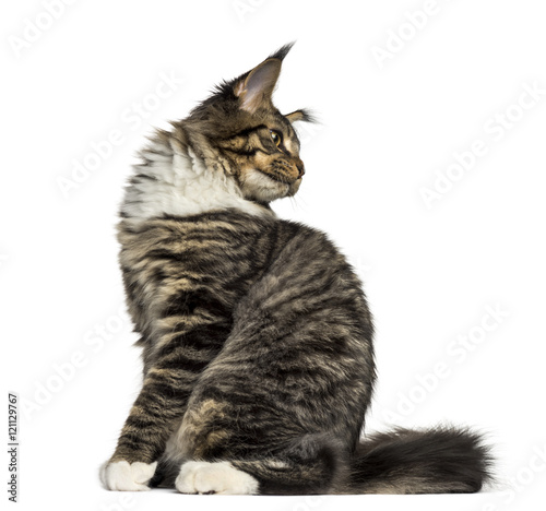 Maine Coon sitting and looking back isolated on white