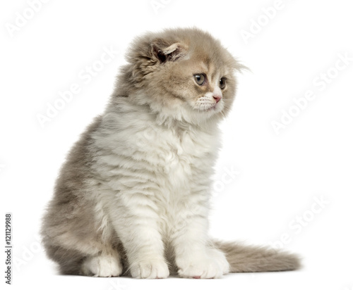 Highland Fold kitten sitting isolated on white