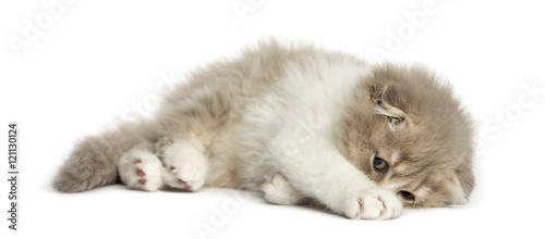 Highland Fold kitten lying on his side isolated on white
