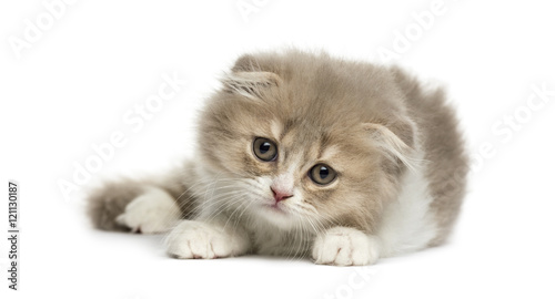 Young Highland Fold kitten lying down isolated on white