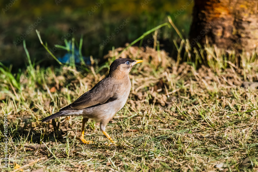 Brahminy Starling, Brahminy Myna, Brahminy Mynah, Black-headed Myna Brahminy Starling, Brahminy Myna, Brahminy Mynah, Black-headed Myna
