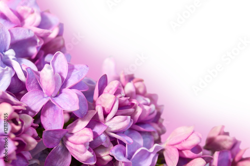 Fototapeta Naklejka Na Ścianę i Meble -  Delicate floral background with flowers of lilac.