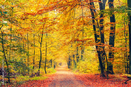 Fototapeta Naklejka Na Ścianę i Meble -  Pathway in the autumn forest