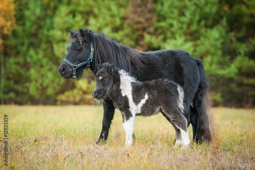 Shetland pony with a foal on the field in autumn