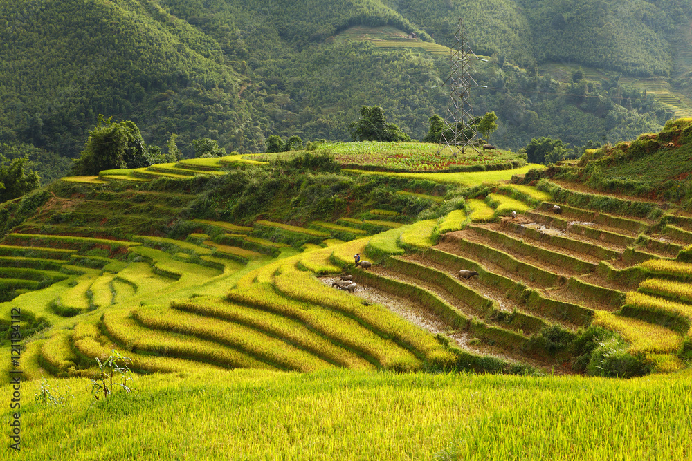 Rice terraces in Viet Nam