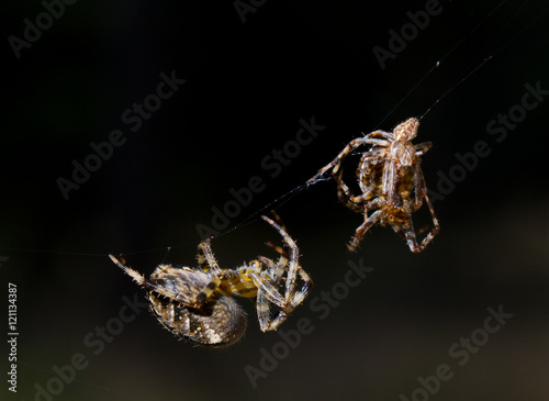 Mating Garden spiders (Araneus diadematus), a big female watching