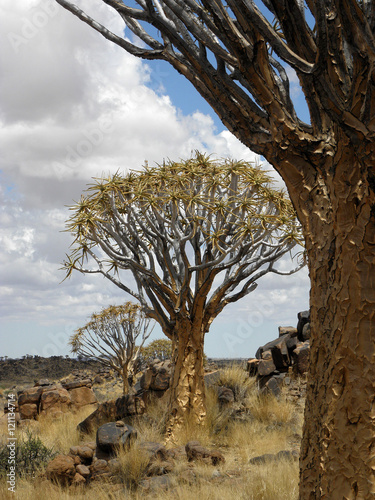 Quiver Tree photo