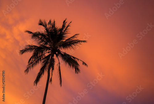 Silhouette palm trees at sunset © Netfalls