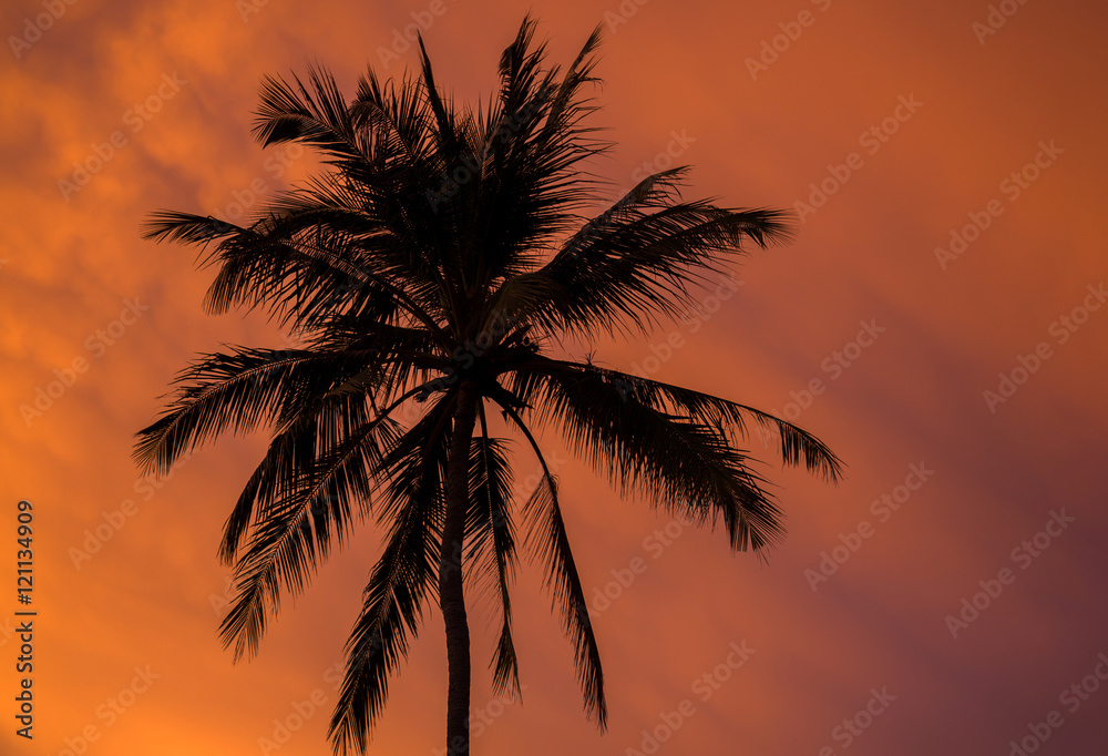 Obraz premium Silhouette palm trees at sunset