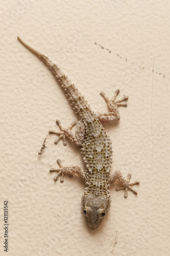 Gray house Gecko