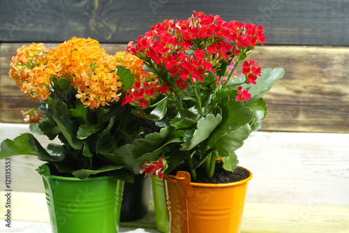 Kalanchoe (Saxifragales Crassulaceae Kalanchoe) flower in small buckets