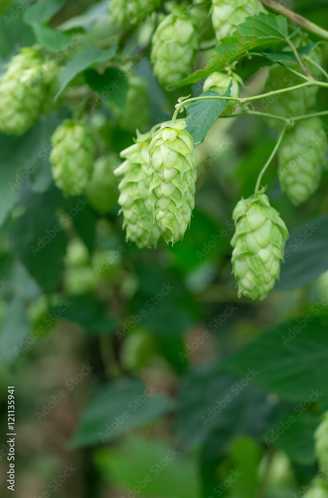 Growing on a branch of hop cones Growing on a branch of hop cones