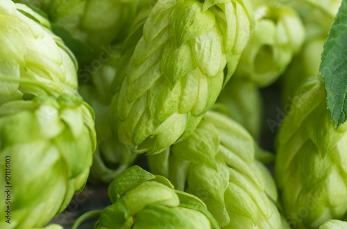 Cones Green ripe hops, close, background